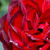 Rdeča - Vrtnice Floribunda - A pesti srácok emléke